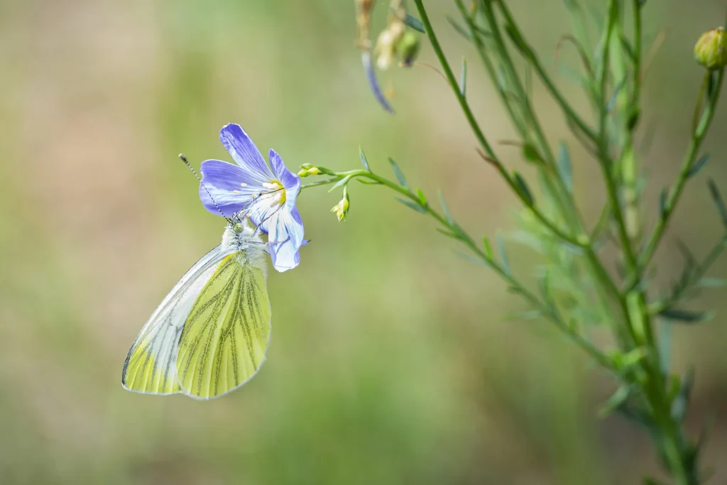 Markus Palzer Photography – Nature